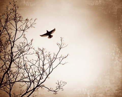 il_570xN_396111176_o1cz